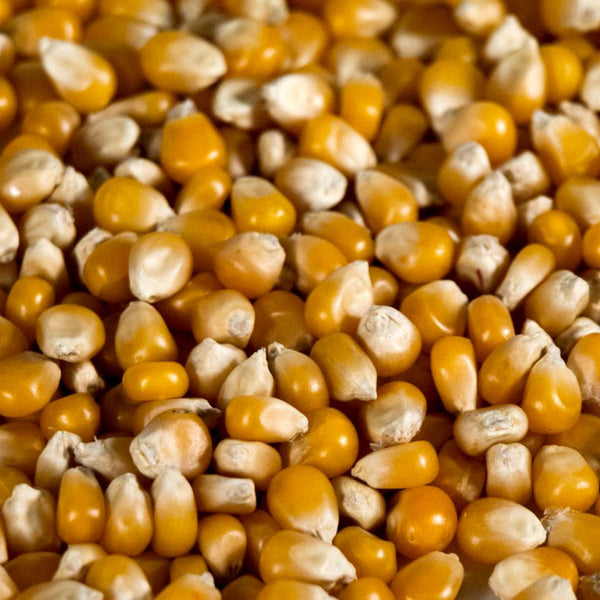 Mushroom Popcorn Seeds - 1 lb